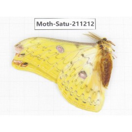 Cricula andrei. China, Tibet, Linzhi, Motuo county. 1M. Moth-Satu-211212.