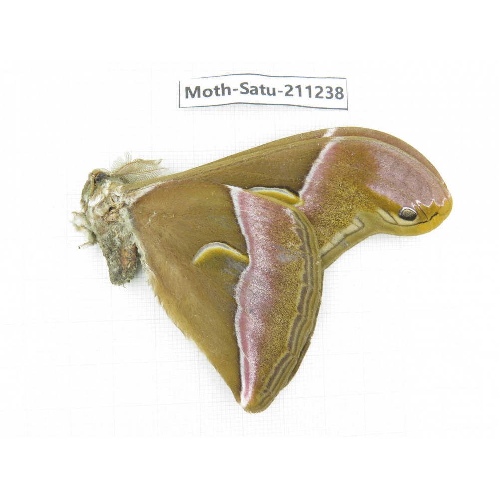 Cricula andrei. China, Yunnan, Chuxiong, Shuangbai county, N of Mt.Ailaoshan. 1M. Moth-Satu-211238.