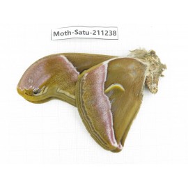 Cricula andrei. China, Yunnan, Chuxiong, Shuangbai county, N of Mt.Ailaoshan. 1M. Moth-Satu-211238.