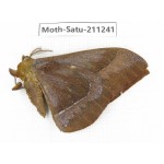 Cricula andrei. China, Yunnan, Chuxiong, Shuangbai county, N of Mt.Ailaoshan. 1Pcs. Moth-Satu-211241.