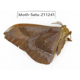 Cricula andrei. China, Yunnan, Chuxiong, Shuangbai county, N of Mt.Ailaoshan. 1Pcs. Moth-Satu-211241.