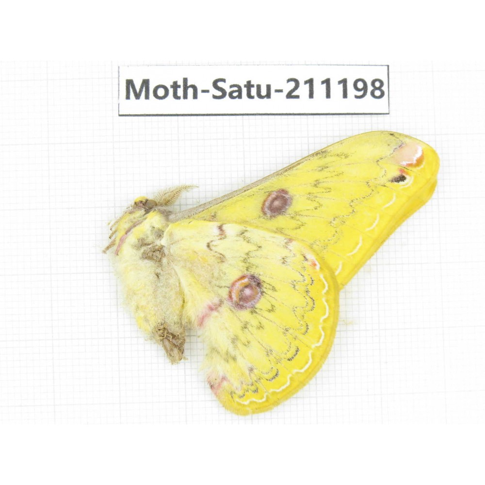 Cricula andrei. China, Yunnan, Dali, C of Mt.Cangshan. 1Pcs. Moth-Satu-211198.