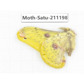 Cricula andrei. China, Yunnan, Dali, C of Mt.Cangshan. 1Pcs. Moth-Satu-211198.