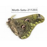 Cricula andrei. China, Yunnan, Dali, C of Mt.Cangshan. 1M. Moth-Satu-211203.