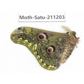 Cricula andrei. China, Yunnan, Dali, C of Mt.Cangshan. 1M. Moth-Satu-211203.