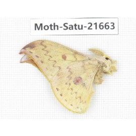 Saturniidae sp. China, Yunnan, Dali, Fengyi town. 1Pcs. Moth-Satu-21663.