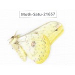 Loepa katinka. China, Yunnan, Dali, Fengyi town. 1Pcs. Moth-Satu-21657.