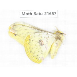 Loepa katinka. China, Yunnan, Dali, Fengyi town. 1Pcs. Moth-Satu-21657.