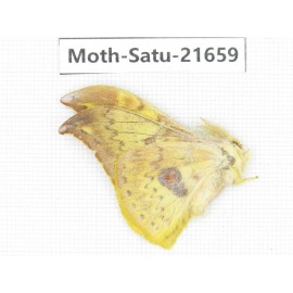 Lemaireia loepoies. China, Yunnan, Dali, Fengyi town. 1Pcs. Moth-Satu-21659.