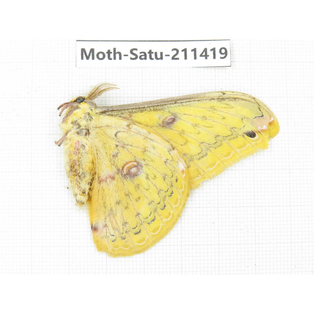 Cricula andrei. China, Yunnan, Dali, S of Mt.Cangshan. 1Pcs. Moth-Satu-211419.