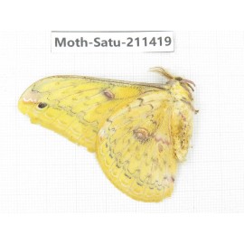 Cricula andrei. China, Yunnan, Dali, S of Mt.Cangshan. 1Pcs. Moth-Satu-211419.