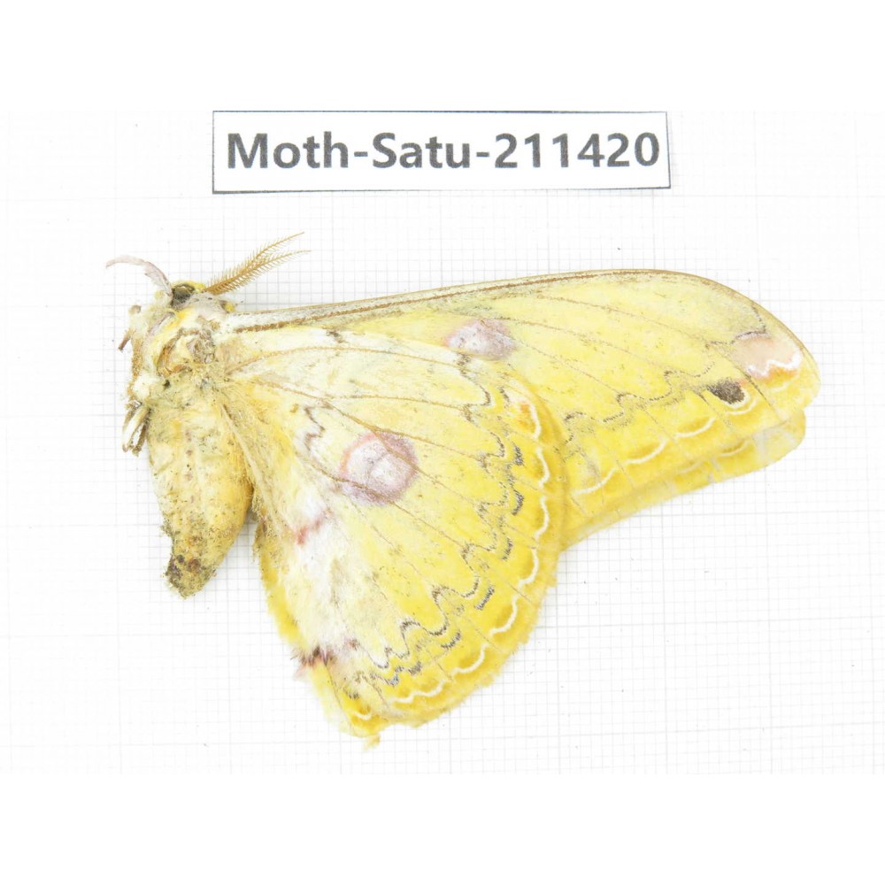 Cricula andrei. China, Yunnan, Dali, S of Mt.Cangshan. 1Pcs. Moth-Satu-211420.
