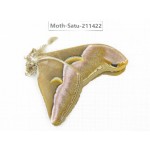 Cricula andrei. China, Yunnan, Dali, S of Mt.Cangshan. 1Pcs. Moth-Satu-211422.