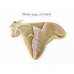 Cricula andrei. China, Yunnan, Dali, S of Mt.Cangshan. 1Pcs. Moth-Satu-211424.