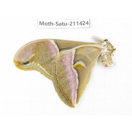 Cricula andrei. China, Yunnan, Dali, S of Mt.Cangshan. 1Pcs. Moth-Satu-211424.