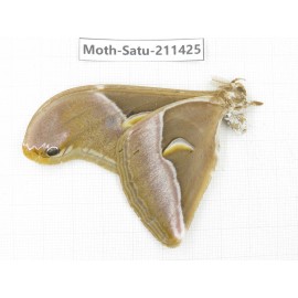 Cricula andrei. China, Yunnan, Dali, S of Mt.Cangshan. 1Pcs. Moth-Satu-211425.