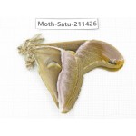 Cricula andrei. China, Yunnan, Dali, S of Mt.Cangshan. 1Pcs. Moth-Satu-211426.