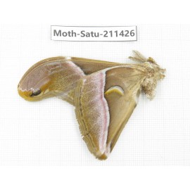 Cricula andrei. China, Yunnan, Dali, S of Mt.Cangshan. 1Pcs. Moth-Satu-211426.
