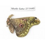 Cricula andrei. China, Yunnan, Dali, S of Mt.Cangshan. 1Pcs. Moth-Satu-211440.
