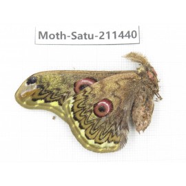 Cricula andrei. China, Yunnan, Dali, S of Mt.Cangshan. 1Pcs. Moth-Satu-211440.