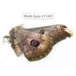 Cricula andrei. China, Yunnan, Dali, S of Mt.Cangshan. 1Pcs. Moth-Satu-211441.