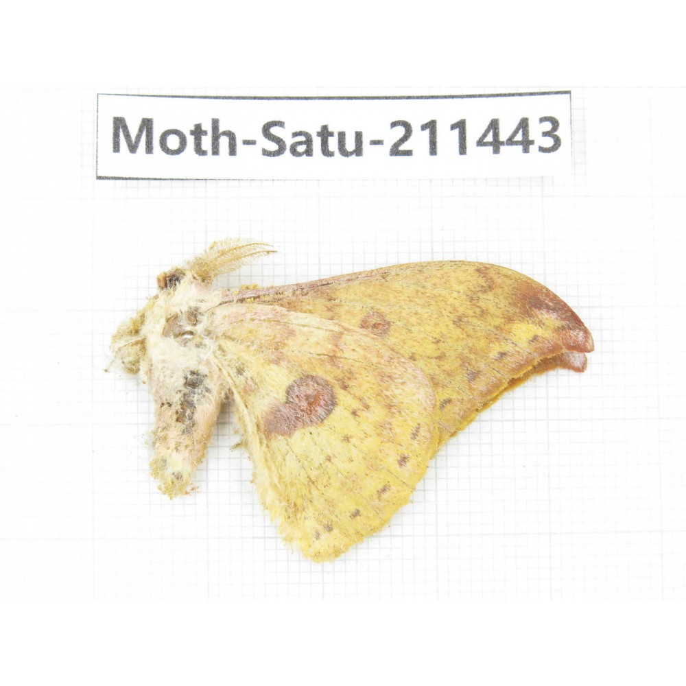 Cricula andrei. China, Yunnan, Dali, S of Mt.Cangshan. 1Pcs. Moth-Satu-211443.