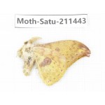 Cricula andrei. China, Yunnan, Dali, S of Mt.Cangshan. 1Pcs. Moth-Satu-211443.