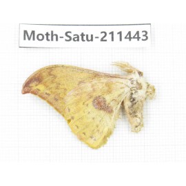Cricula andrei. China, Yunnan, Dali, S of Mt.Cangshan. 1Pcs. Moth-Satu-211443.