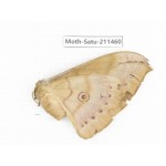 Cricula andrei. China, Yunnan, Dali, Yunlong county. 1Pcs. Moth-Satu-211460.