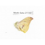 Cricula andrei. China, Yunnan, Dali, Yunlong county. 1Pcs. Moth-Satu-211461.