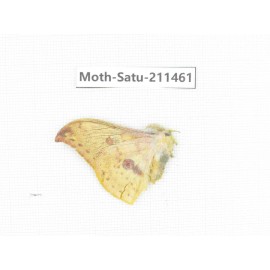 Cricula andrei. China, Yunnan, Dali, Yunlong county. 1Pcs. Moth-Satu-211461.