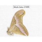 Philosamia cynthia ssp. China, Yunnan, Dehong area, Longchuan county. 1M. Moth-Satu-21886.