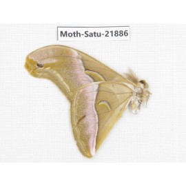 Philosamia cynthia ssp. China, Yunnan, Dehong area, Longchuan county. 1M. Moth-Satu-21886.