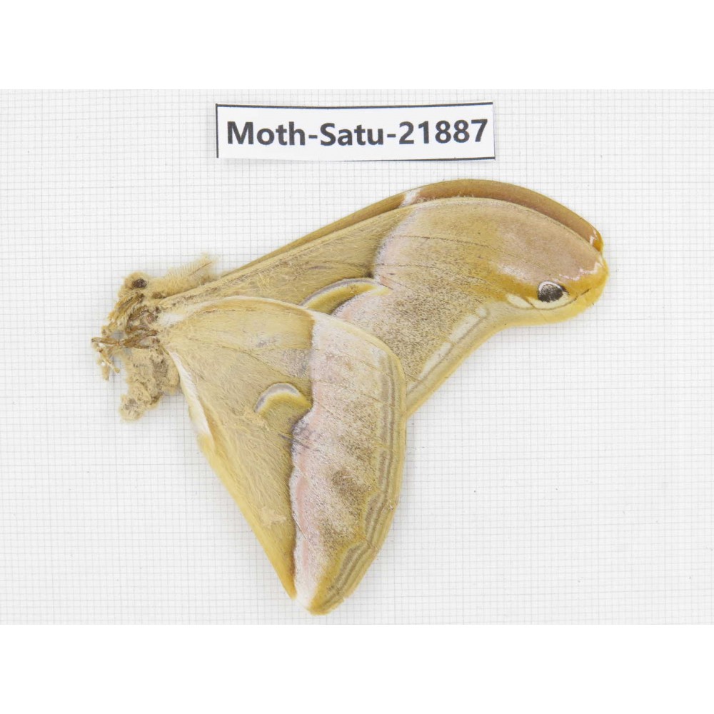 Philosamia cynthia ssp. China, Yunnan, Dehong area, Longchuan county. 1M. Moth-Satu-21887.