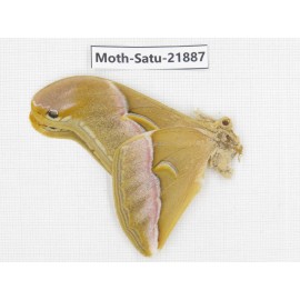Philosamia cynthia ssp. China, Yunnan, Dehong area, Longchuan county. 1M. Moth-Satu-21887.