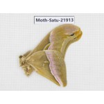 Philosamia cynthia ssp. China, Yunnan, Dehong area, Longchuan county. 1M. Moth-Satu-21913.