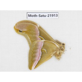 Philosamia cynthia ssp. China, Yunnan, Dehong area, Longchuan county. 1M. Moth-Satu-21913.
