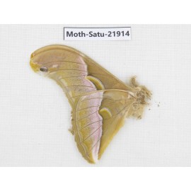Philosamia cynthia ssp. China, Yunnan, Dehong area, Longchuan county. 1M. Moth-Satu-21914.