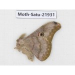 Caligula cachara. China, Yunnan, Dehong area, Longchuan county. 1M. Moth-Satu-21931.
