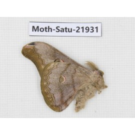 Caligula cachara. China, Yunnan, Dehong area, Longchuan county. 1M. Moth-Satu-21931.