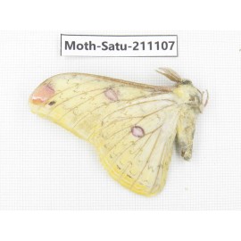 Saturniidae sp. China, Yunnan, Nujiang valley, N of Mt.Biluoxueshan. 1Pcs. Moth-Satu-211107.