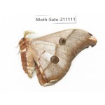 Saturniidae sp. China, Yunnan, Nujiang valley, N of Mt.Biluoxueshan. 1Pcs. Moth-Satu-211111.