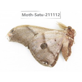Saturniidae sp. China, Yunnan, Nujiang valley, N of Mt.Biluoxueshan. 1Pcs. Moth-Satu-211112.
