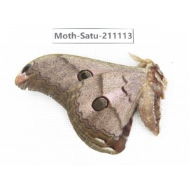 Saturniidae sp. China, Yunnan, Nujiang valley, N of Mt.Biluoxueshan. 1Pcs. Moth-Satu-211113.