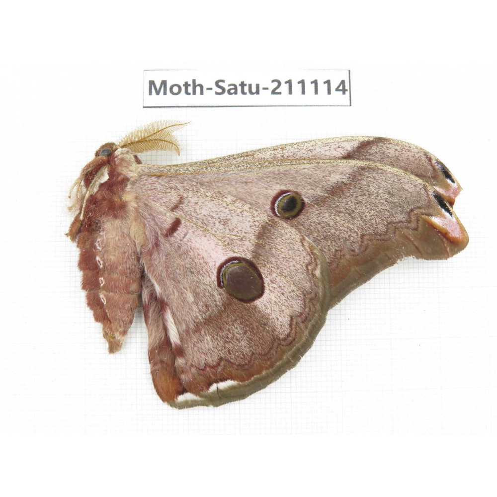Saturniidae sp. China, Yunnan, Nujiang valley, N of Mt.Biluoxueshan. 1Pcs. Moth-Satu-211114.