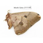 Saturniidae sp. China, Yunnan, Nujiang valley, N of Mt.Biluoxueshan. 1F. Moth-Satu-211149.