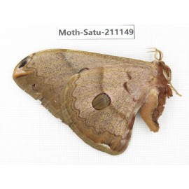 Saturniidae sp. China, Yunnan, Nujiang valley, N of Mt.Biluoxueshan. 1F. Moth-Satu-211149.