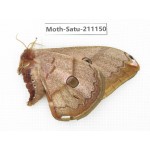 Saturniidae sp. China, Yunnan, Nujiang valley, N of Mt.Biluoxueshan. 1F. Moth-Satu-211150.