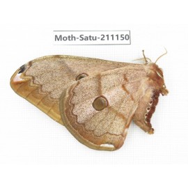 Saturniidae sp. China, Yunnan, Nujiang valley, N of Mt.Biluoxueshan. 1F. Moth-Satu-211150.