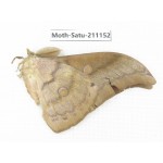 Saturniidae sp. China, Yunnan, Nujiang valley, N of Mt.Biluoxueshan. 1Pcs. Moth-Satu-211152.